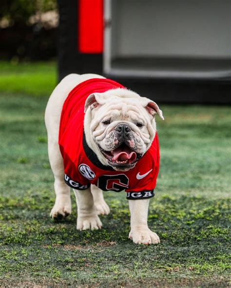 Georgia's Uga Mascots: A Timeline of Unforgettable Moments
